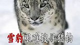 雪豹在面积约200平方公里的领地搜寻猎物！