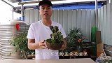 移栽“苔藓”到花盆里，细节要做到位，半个月就成活