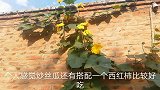 炒丝瓜很多人第一步就错了，怪不得会发黑，大厨分享炒丝瓜技巧