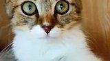 一只大耳朵的奇怪猫咪