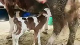 小牛犊吃奶时主人去刮母牛，母牛受惊一脚踢飞