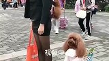 被妈妈背着出门玩的小狗