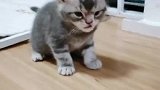 不让我跟它孩子玩估计是太晚了，想让小猫早睡早起吧
