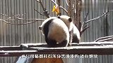 两只熊猫宝宝冒雪打架，打得浑身黑漆漆，团子：我超凶的！