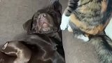 猫咪看狗子睡的正香给无情弄醒
