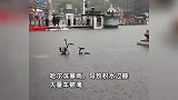暴雨转战东北！哈尔滨大街上汽车被淹，楼梯秒变水帘洞有人在划船
