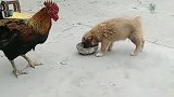 公鸡：等我吃饱了再收拾你！