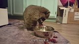 两只猫蹲在墙上，不料浣熊凑了过来，下一秒浣熊的举动太搞笑了！