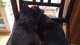 发现两只黑色的猫咪，这搂在一起的样子，好有爱啊！