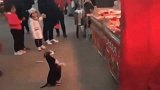 怀孕了的流浪狗为了肚子里的宝宝，向人类作揖求食物