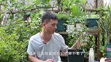 天热月季花“假死”不要扔，这样做，秋季长得旺