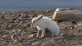 正在喂奶的兔妈妈看到北极狼来了，竟丢下自己的孩子们跑了？