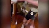 盗窃团伙得手后拍视频炫耀 警方顺藤摸瓜一网打尽