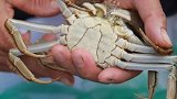 浙江4小伙生吃螃蟹 结果肺和脑子被虫“啃”