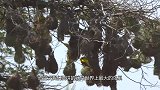 世界上最大的鸟巢，为何至今没人敢爬上去？当地人：去送死么？