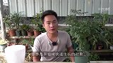 春季养幸福树，记住4个“要点”，生长速度翻一倍不止