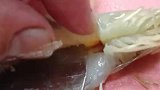 大虾这样做孩子们都抢完了