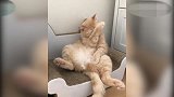 明明是只霸气的小猫，却被拍成了一只很丑的小猫