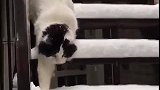 猫：外面好冷呀，脚脚都不敢动了！