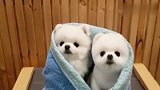 两只可爱的博美犬，太可爱了吧！