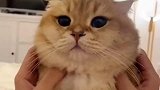 猫咪的脸能有多宽用手捏了一下，简直太好玩了！