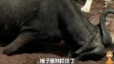 水牛气愤的开始反击，狮群被围攻，多数受伤