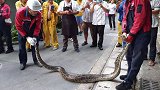 深圳大亚湾惊险近3米大蟒蛇 网友：“小青”是你吗