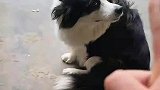 狗子自己出去玩没叫女生，结果被女生教训