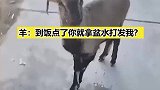 羊：到饭点了你就拿盆水打发我？
