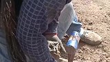 这个比较厚实, 不切掉严重影响生长