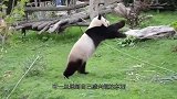 大熊猫得到摇椅，舒服坐在椅子上翘二郎腿，下一秒请不要笑