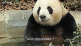 熊猫黑成煤炭不自知，被兄弟强拽到水池中，按在水里狠狠“摩擦”