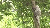 厉害了！穿山甲在树上倒头就睡！