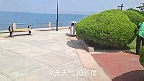 山东威海园林大叔，炎热夏天修剪树枝，蘑菇一样的造型真好看！