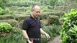 二更视频-20170518-林志颖的不老秘籍，原来就是躲在这个杭州茶园忘记时间！