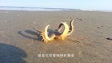 海星的再生能力真有那么强大？切开一只看看，会不会重新长出来