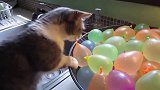 猫咪发现一大盆的水球，上前捋顺，不料被吓得连连后退
