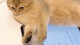 没有一片雪花是无辜的猫猫 小奶猫 猫咪日常