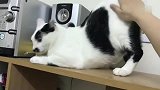 奇葩的猫，被打屁屁就翘高高，舒服到喵喵叫