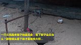 斗鸡VS猴子，一场你没见过的较量，这才叫单挑大师！