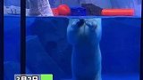 上海：海洋公园看到北极熊头和身子“分离”，画面超诡异