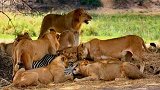 狮群埋伏斑马，斑马一步一步踏进狮子圈套，结局真让人心痛！