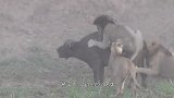 狮子正在睡觉，直接被野牛一头挑起，狮子可惨了