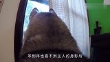 铲屎官给哈士奇装上摄像机，记录哈士奇在家里生活，结果却很意外