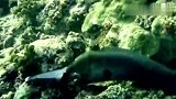 旅游-150115-实拍海鳗捕食生吞小鲨鱼全过程