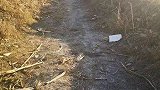 河北女童被咬死狗主担刑责？辖区派出所：刑警队介入