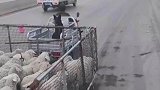 大叔三轮车自带围栏，带着羊群去散步