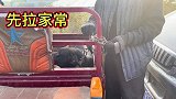 为确保狗狗不会逃跑，这次狗贩必须使用铁夹，真的不能大意了