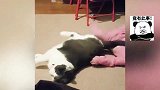 宝贝和猫咪一起猜拳，猫咪一看要输，直接开始耍赖