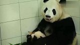 胖大海瑛华瑛华麻麻抱屎大海，竟然还摇晃起来了！
